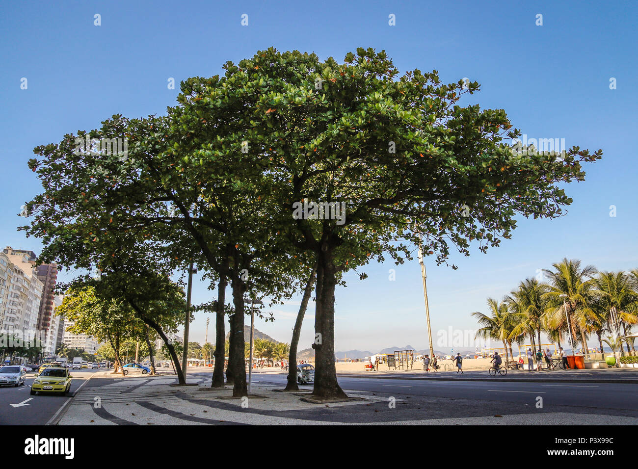 RiO DE JANEIRO, RJ - 29.06.2016: AMENDOEIRA ÁRVORE DE PRAIA - É muito comum Por todo o Brasil, especialmente na região Sudeste, poi gosta do calor para se desenvolver. Também é extremamente comum em regiões praianas. Em Santos, no Estado de São Paulo, seu fruto é conhecido como cuca. No estado do Espirito Santo, os frutos são chamados de castanhas e un árvore é conhecida como castanheira, ou popularmente, sete copas. Il tem a copa bastante larga, fornecendo bastante sombra. (Foto: André Horta / Fotoarena) Foto Stock