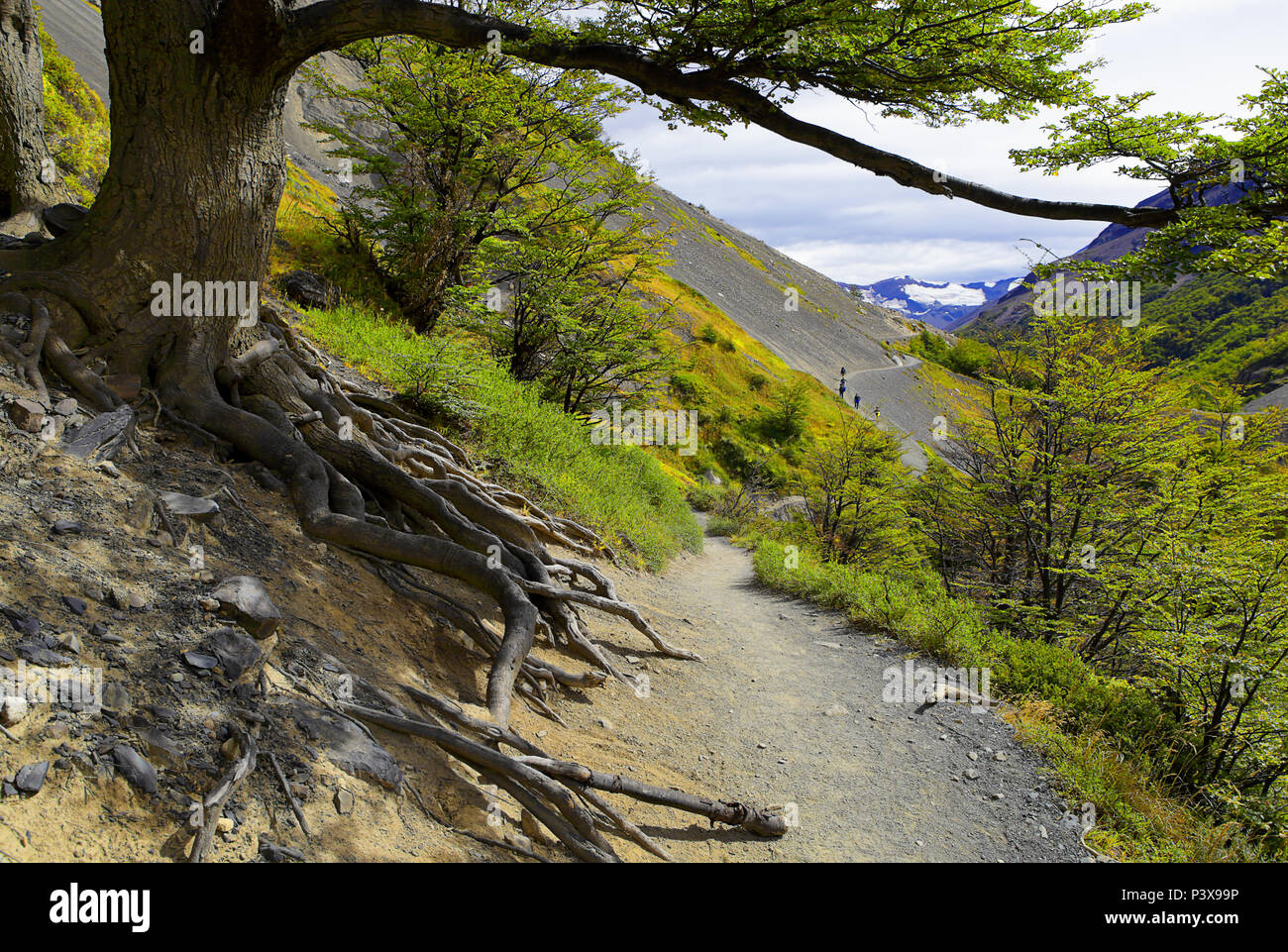 Sentiero con piccole figure di turisti camminando lungo il versante della montagna e il grande vecchio albero in primo piano in Torres del Paine, Cile Patagonia. Foto Stock