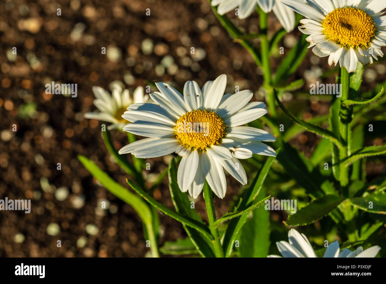 Una chiusura di una Daisy bianca fiore all'alba Foto Stock