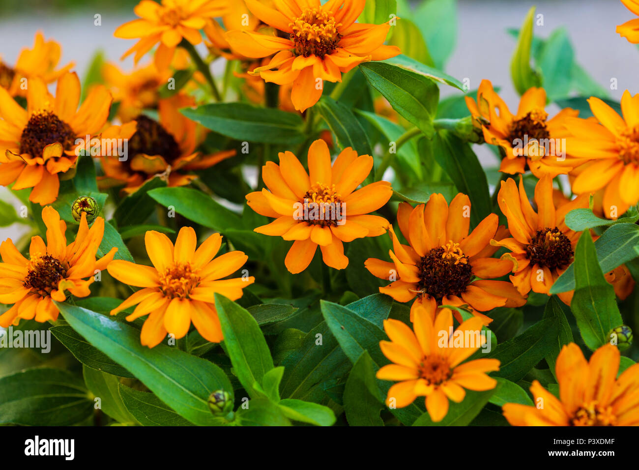 Una chiusura di alcuni vivacemente colorato margherite Foto Stock