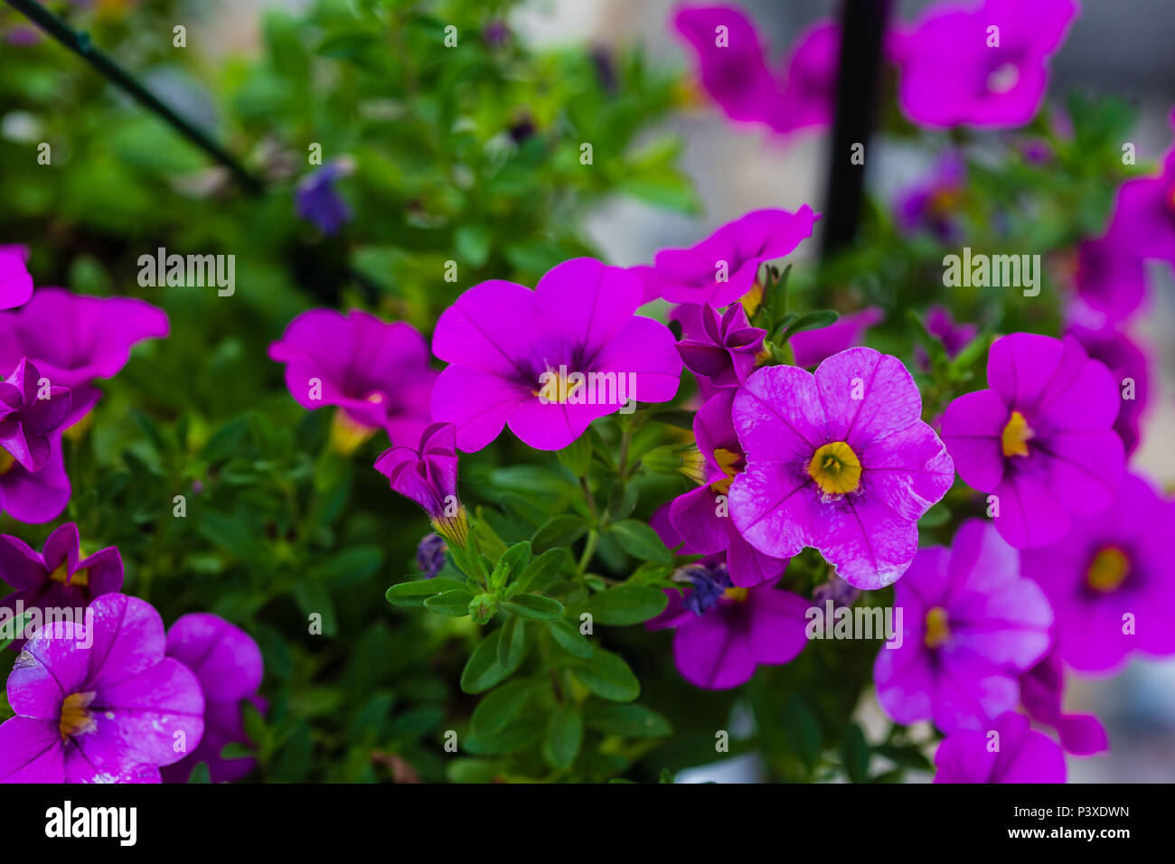 Appeso un cesto pieno di piccoli fiori viola Foto Stock Appeso un cesto pieno di piccoli fiori viola Foto Stock