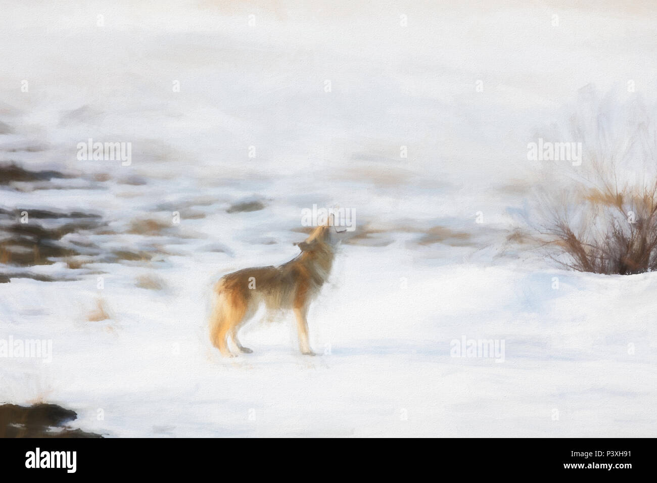 Coyote che trasporta Yukon Canada neve inverno Foto Stock