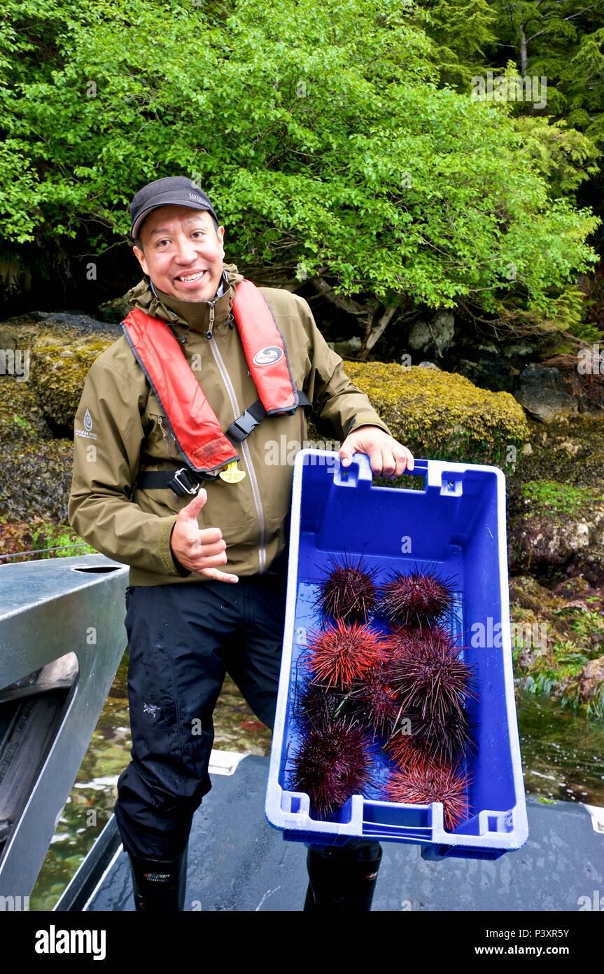 La mietitura spinoso ricci di mare (Echinoidea) lungo la Northern British Columbia coast Foto Stock