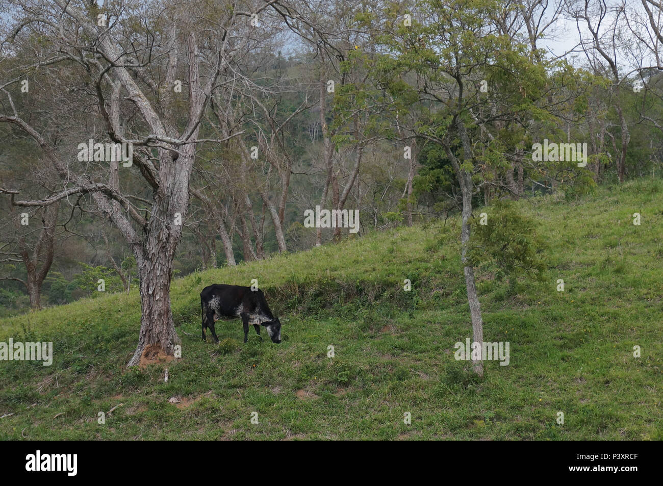 Vaca pastando em fazenda na beira da Rodovia Nova Tamoios (SP-099), próximo ao mirante da Represa de Paraibuna. Foto Stock