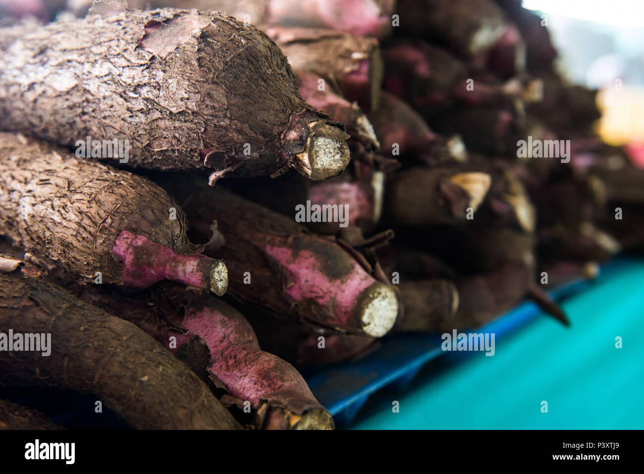"Mandioca", AIPI, aipim, castelinha, uaipi, macaxira, "mandioca"-doce, "mandioca"-mansa, maniva, maniveira, p'o-de-pobre, espécie Manihot esculenta (sinônimo M. utilissima), em exposão duranti feira de Produtos regionais em Iranduba/AM. Foto Stock