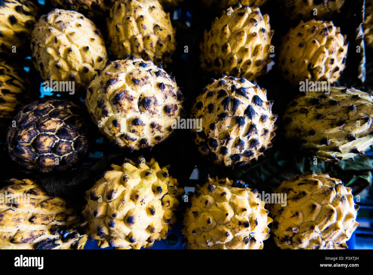 Biriba, ata, verdadeira condessa, araticum patia, Rollinia mucosa, fruta da regi"o amazônica duranti feira de Produtos regionais em Iranduba/AM. Foto Stock