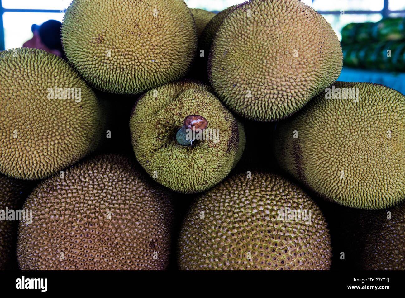 Jaca, fruto, Artocarpus heterophyllus, duranti feira de Produtos regionais em Iranduba/AM. Foto Stock