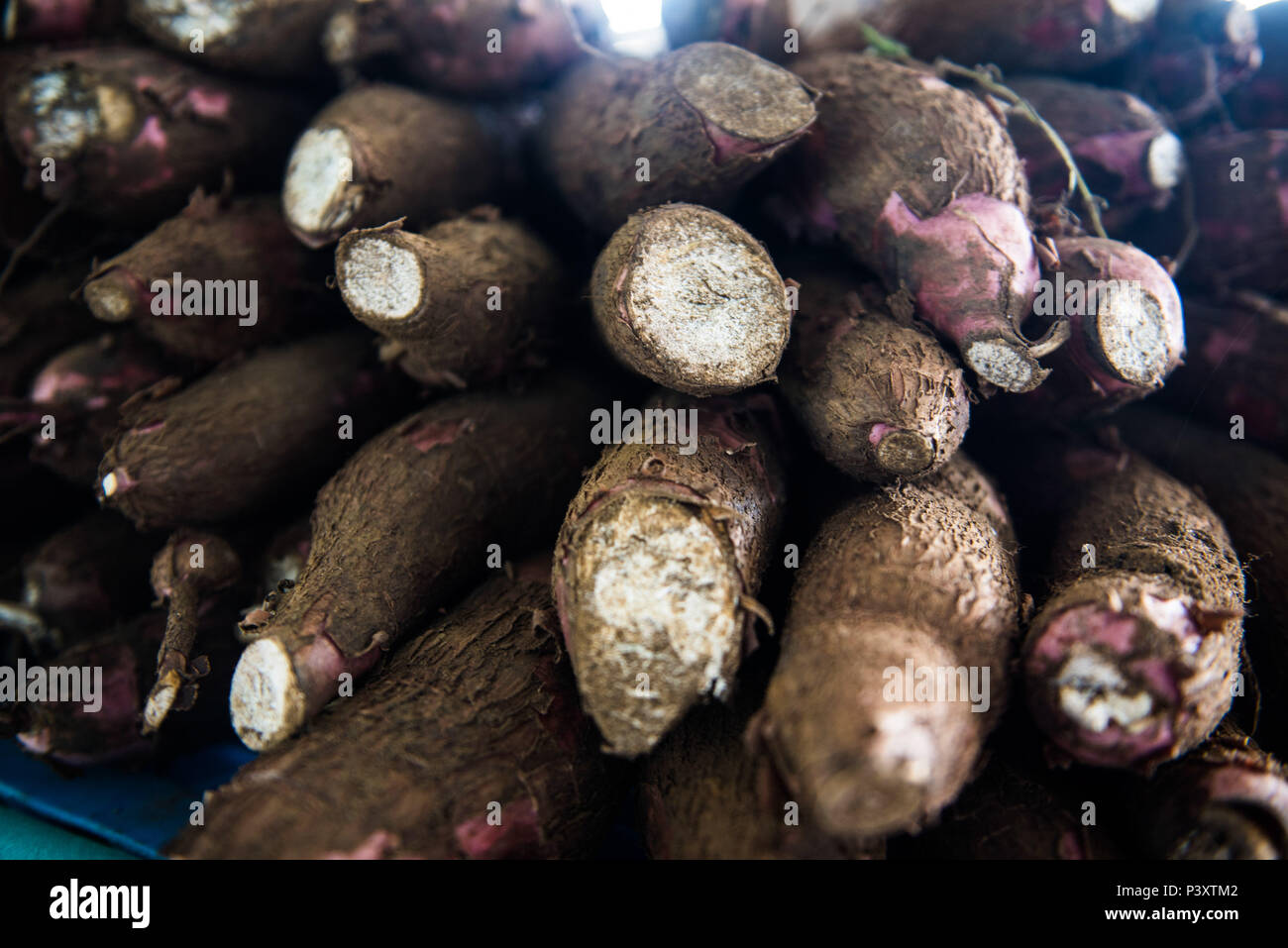 "Mandioca", AIPI, aipim, castelinha, uaipi, macaxira, "mandioca"-doce, "mandioca"-mansa, maniva, maniveira, p'o-de-pobre, espécie Manihot esculenta (sinônimo M. utilissima), em exposão duranti feira de Produtos regionais em Iranduba/AM. Foto Stock