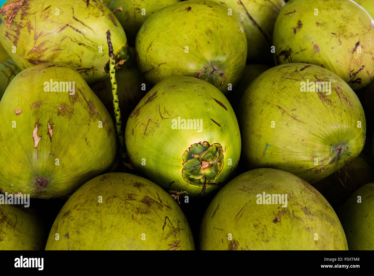 Coco, fruta do coqueiro, duranti feira de Produtos regionais em Iranduba/AM. Foto Stock