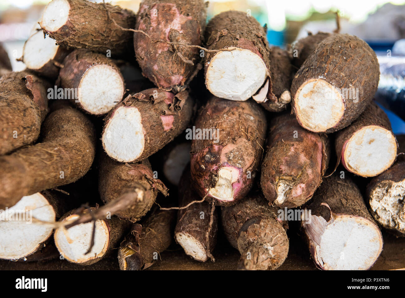 "Mandioca", AIPI, aipim, castelinha, uaipi, macaxira, "mandioca"-doce, "mandioca"-mansa, maniva, maniveira, p'o-de-pobre, espécie Manihot esculenta (sinônimo M. utilissima), em exposi"o duranti feira de Produtos regionais em Iranduba/AM. Foto Stock