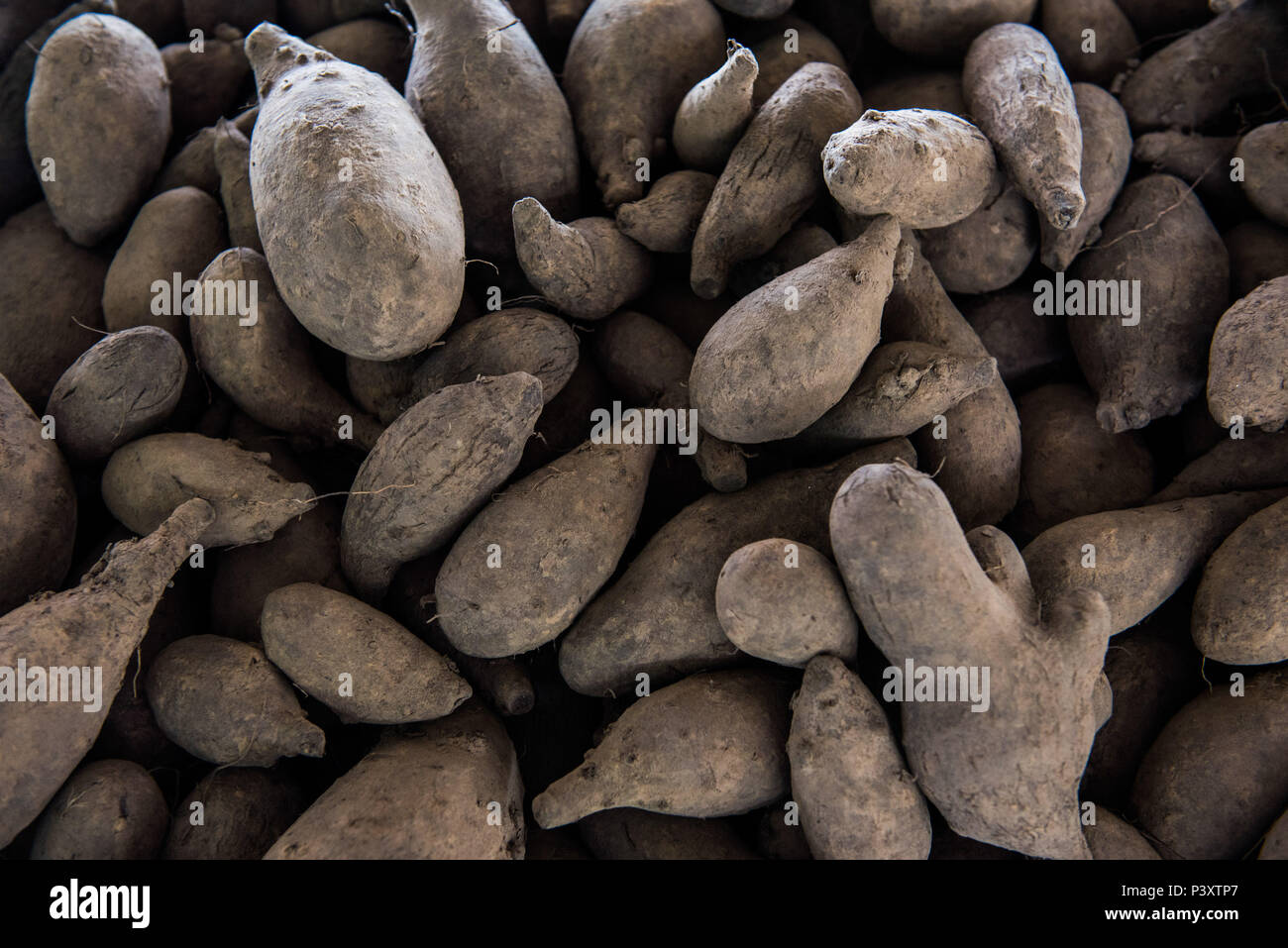 Cará Roxo, nhame, duranti feira de Produtos regionais em Iranduba/AM. Foto Stock