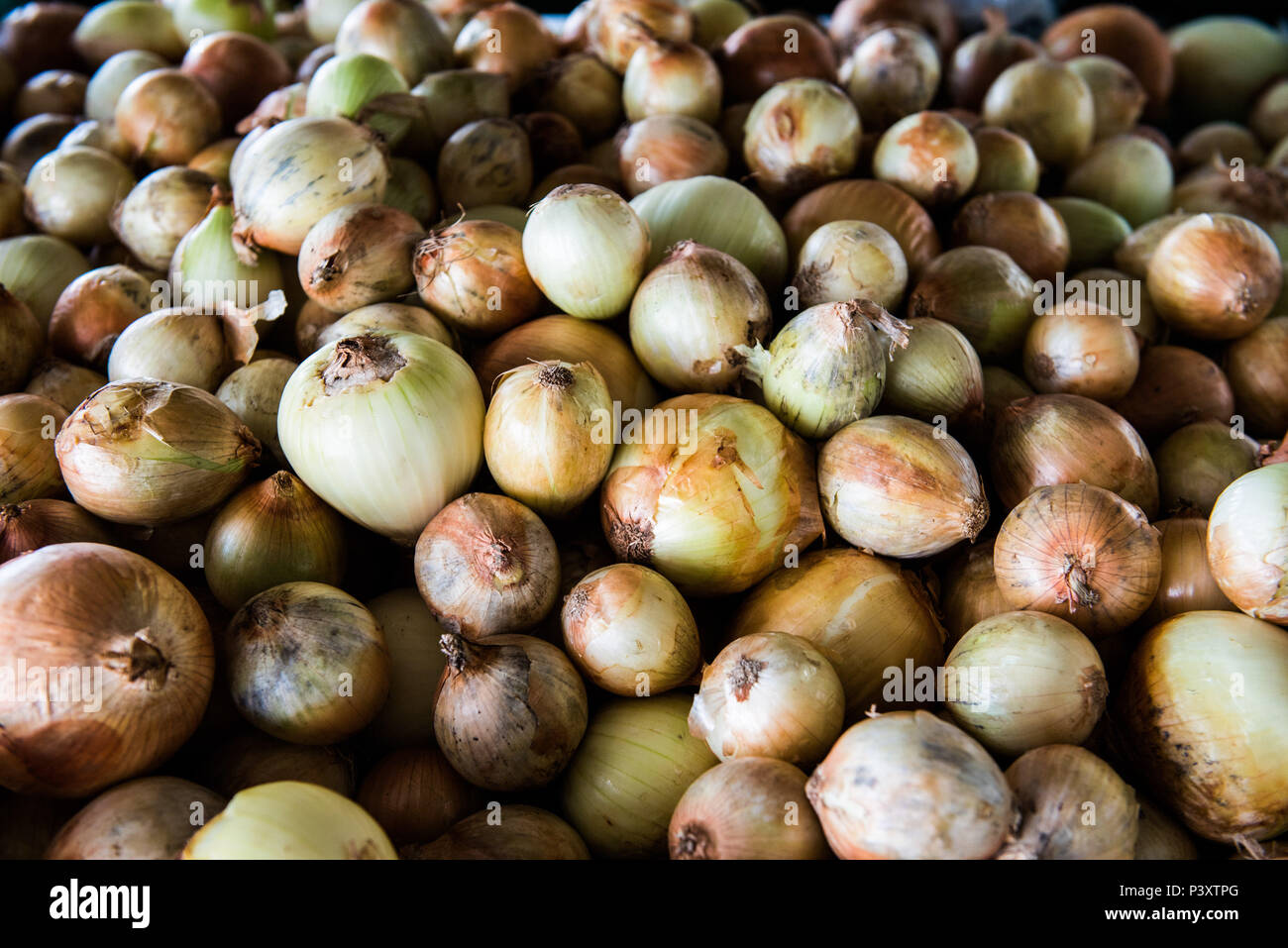 Cebola, Allium cepa, duranti feira de Produtos regionais em Iranduba/AM. Foto Stock