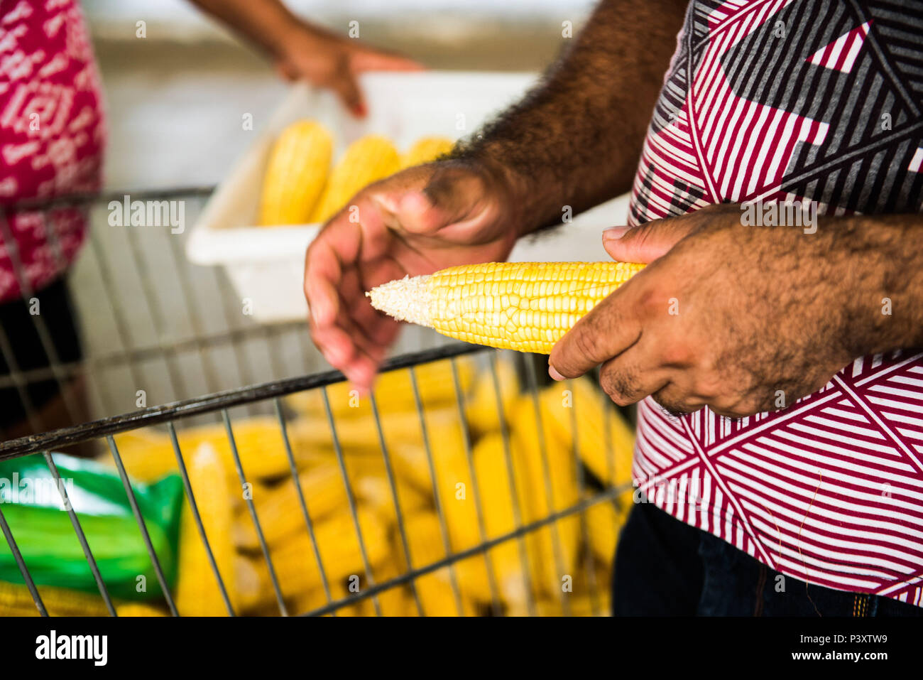 Agricultor limpa milho verde duranti feira de Produtos regionais em Iranduba/AM. Foto Stock