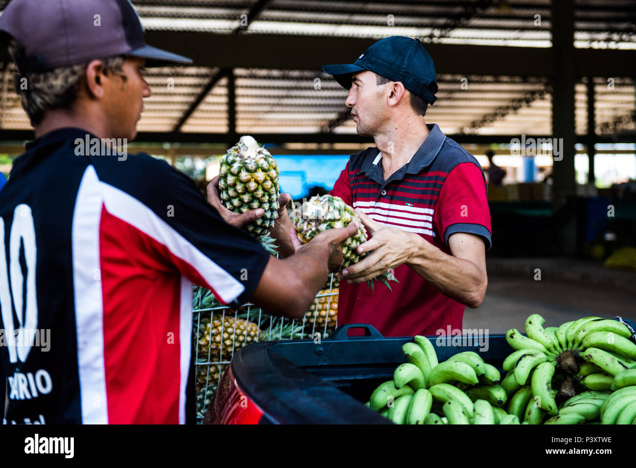 Agricultores descarregam abacaxi e banana duranti feira de Produtos regionais em Iranduba/AM. Foto Stock