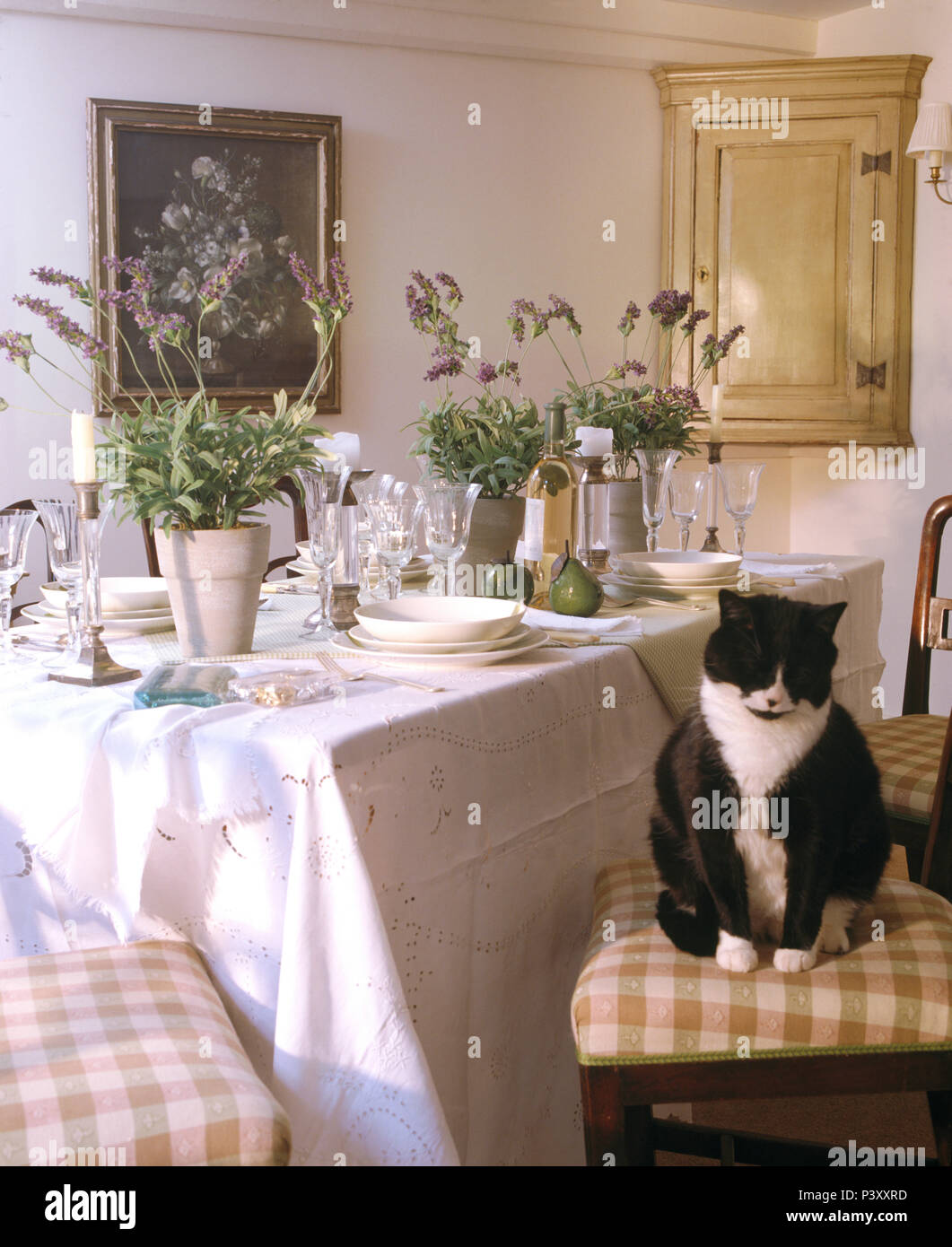 Nero+White cat seduti su una sedia accanto al tavolo per il pranzo con panno di lino bianco e vasi di lavanda Foto Stock