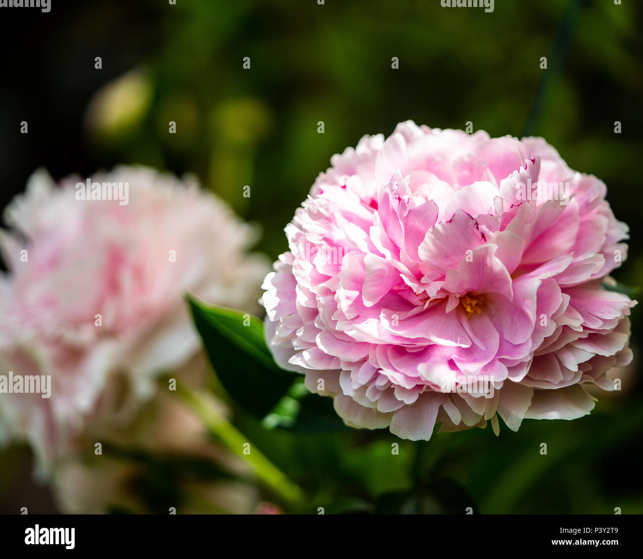 Bellissimo fiore rosa Foto Stock