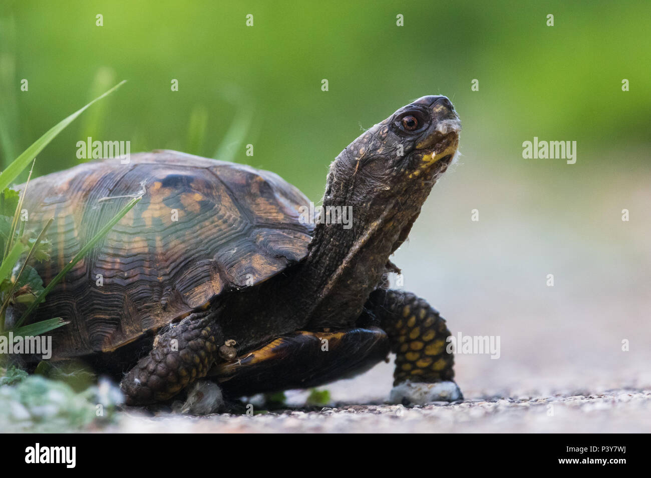 Scatola orientale Turtle Foto Stock