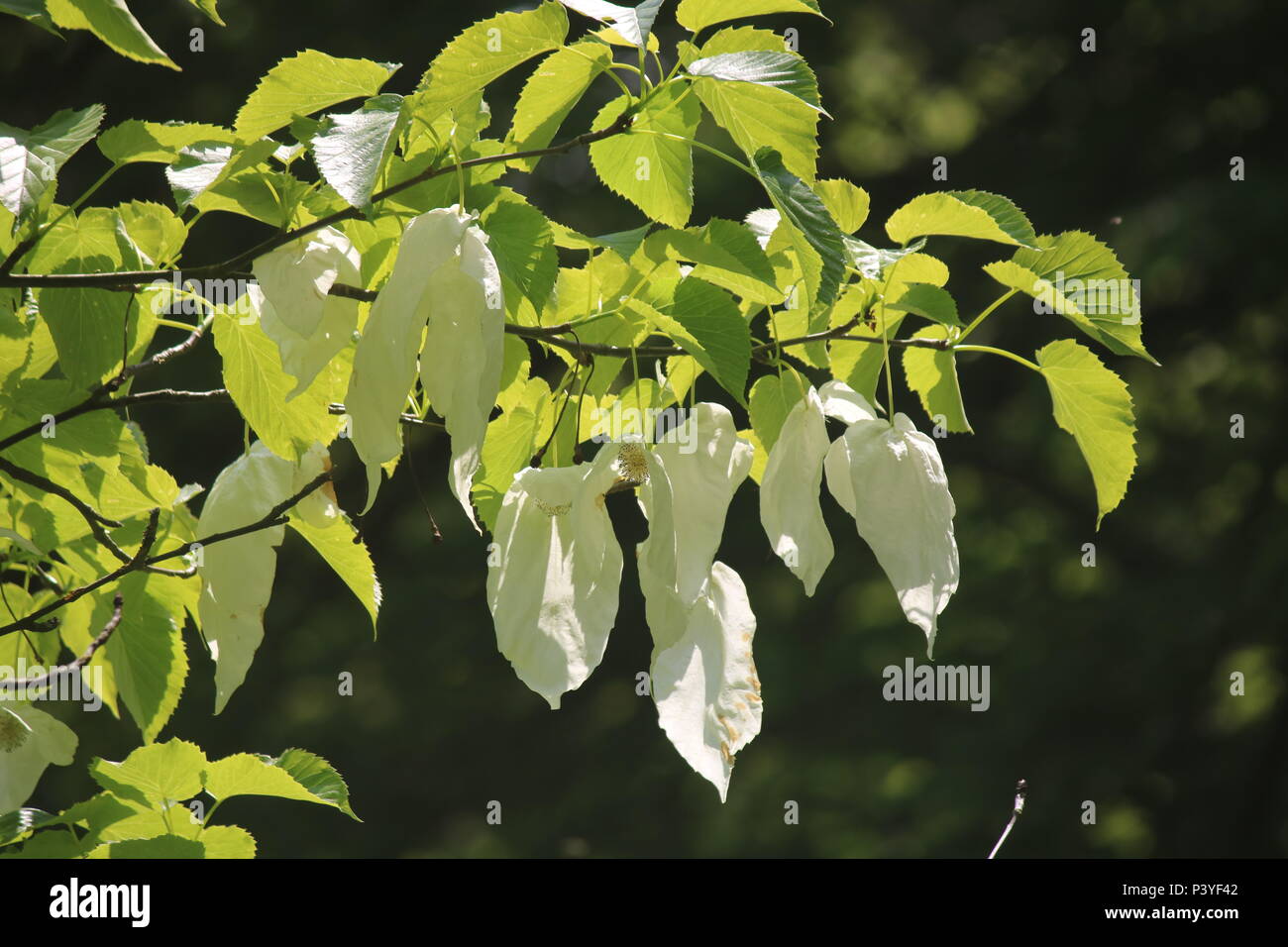Davidia involucrata, la colomba-tree, fazzoletto tree, tasca fazzoletto albero o albero fantasma, è di medie dimensioni con albero a foglie decidue nella famiglia Nyssace Foto Stock