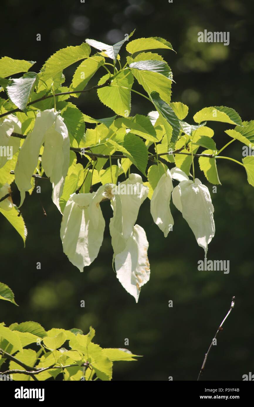 Davidia involucrata, la colomba-tree, fazzoletto tree, tasca fazzoletto albero o albero fantasma, è di medie dimensioni con albero a foglie decidue nella famiglia Nyssace Foto Stock