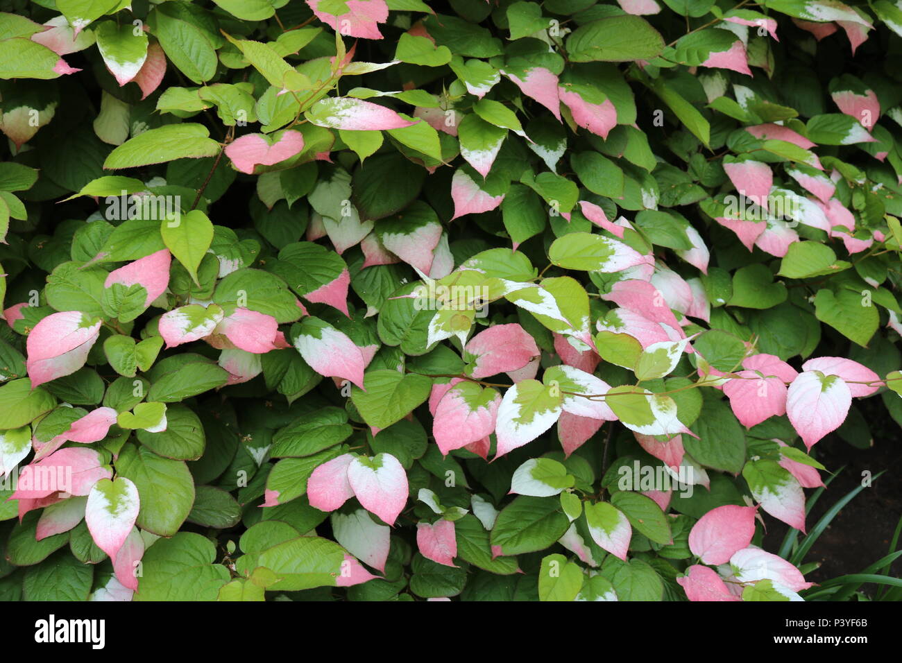 A lungo vissuto, woody scrambling, rosa e verde superriduttore Actinidia kolomikta Foto Stock