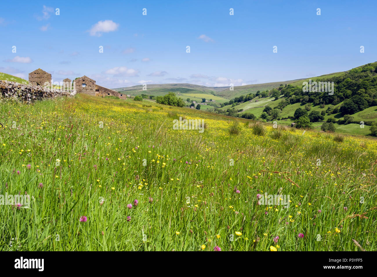 Paese di scena con campo di fiori selvaggi di Prato Renoncules e trifoglio in campagna in estate. Swaledale superiore Yorkshire Dales National Park England Regno Unito Foto Stock