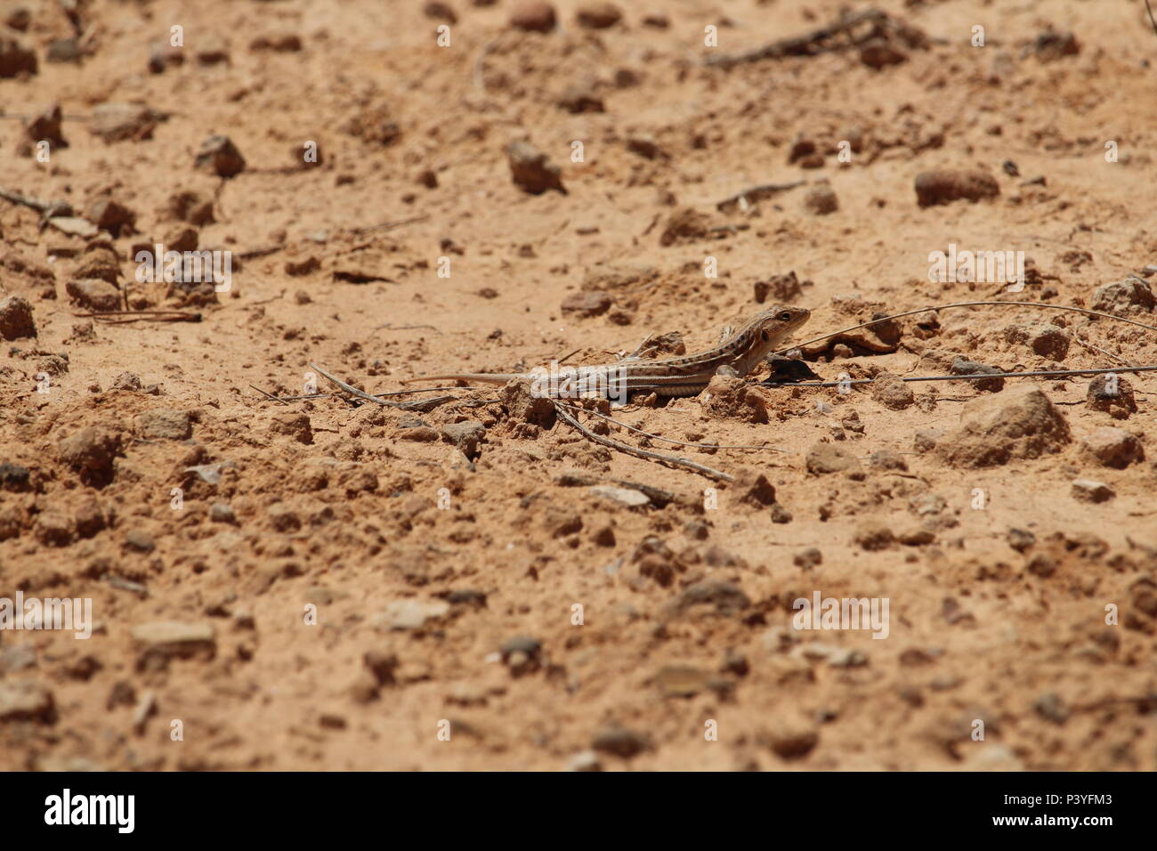 Fauna selvatica sulla Penisola Iberica, Spagna - Acanthodactylus erythrurus, spinoso footed lizard guizzanti per rifugio. Estate 2018. Foto Stock
