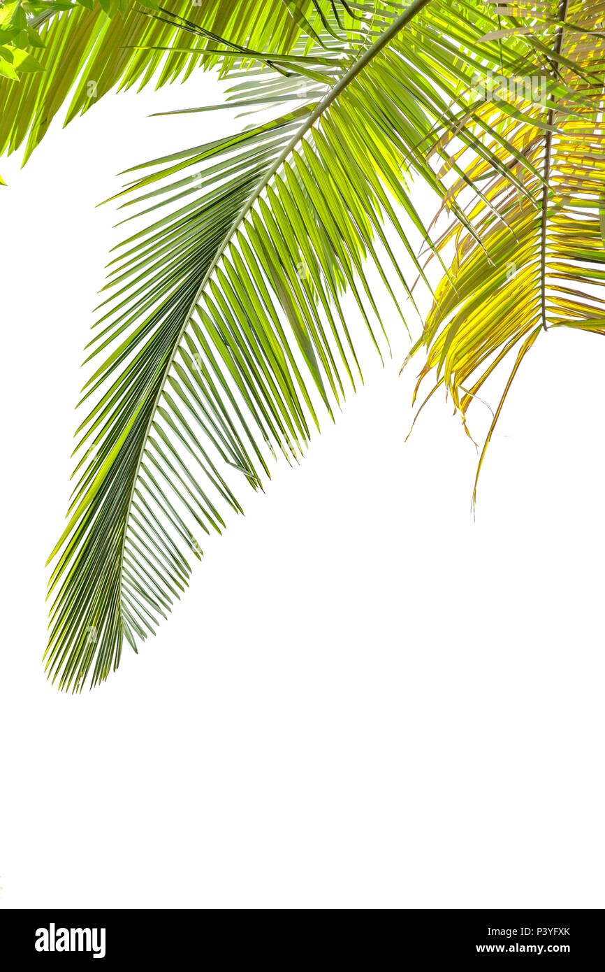 Foglie di palma isolati su sfondo bianco Foto Stock