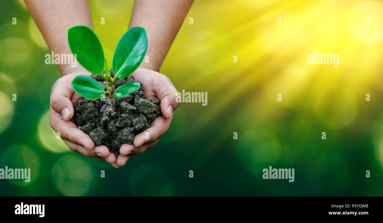 Ambiente per la Giornata della Terra nelle mani di alberi che crescono i semenzali. Bokeh sfondo verde femmina lato albero di trattenimento sulla natura di erba del campo della conservazione delle foreste Foto Stock