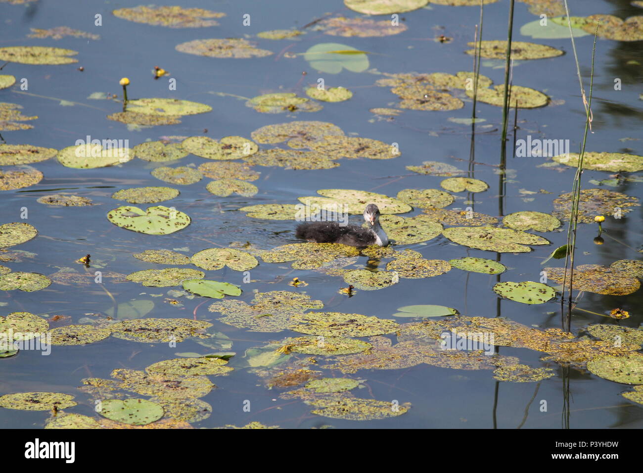 Wild famiglia di anatre black bird nuotare ed alimentando in stagno in un caldo giorno d'estate Foto Stock