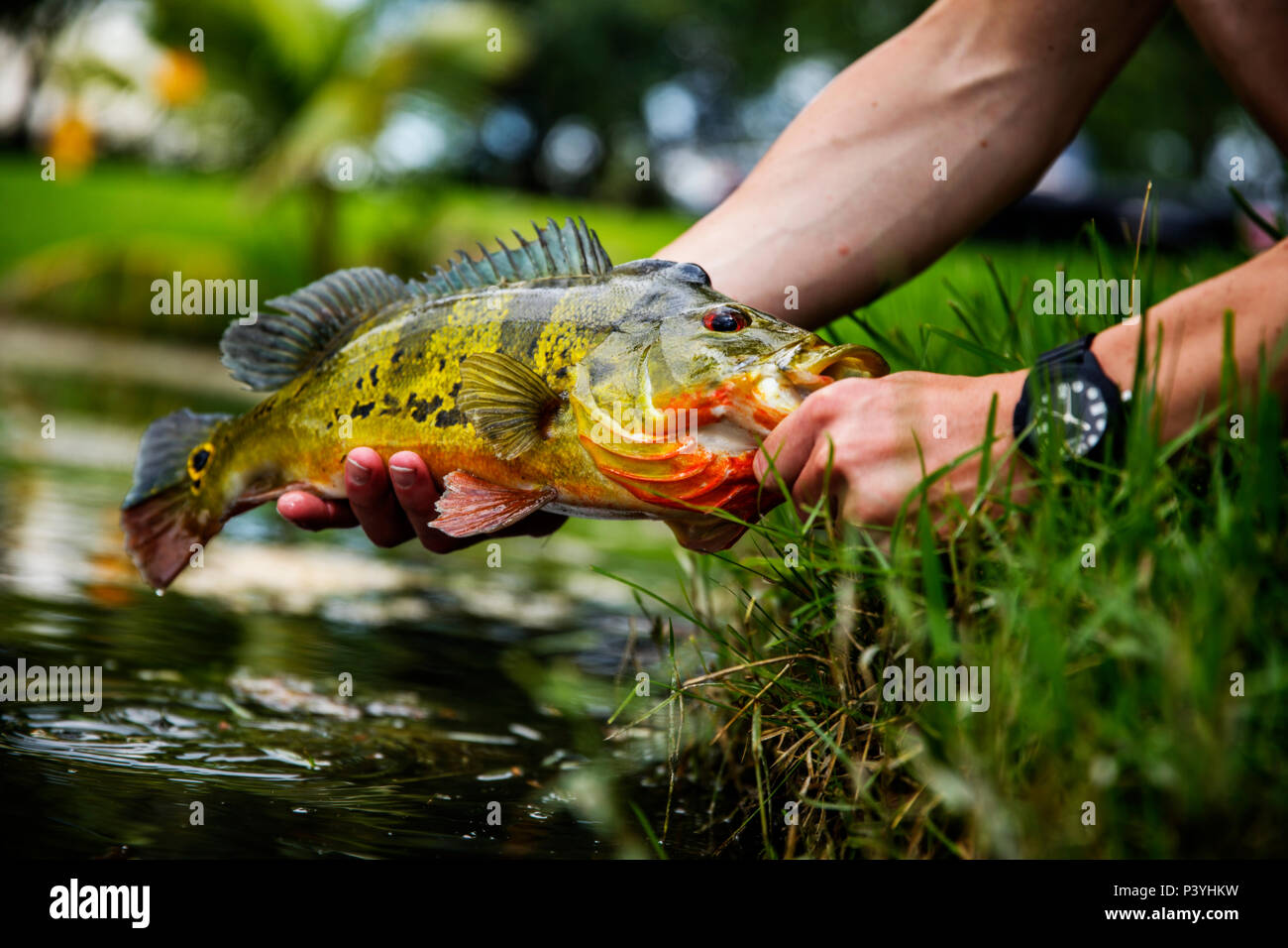 Exotic Peacock Bass Pesce Foto Stock