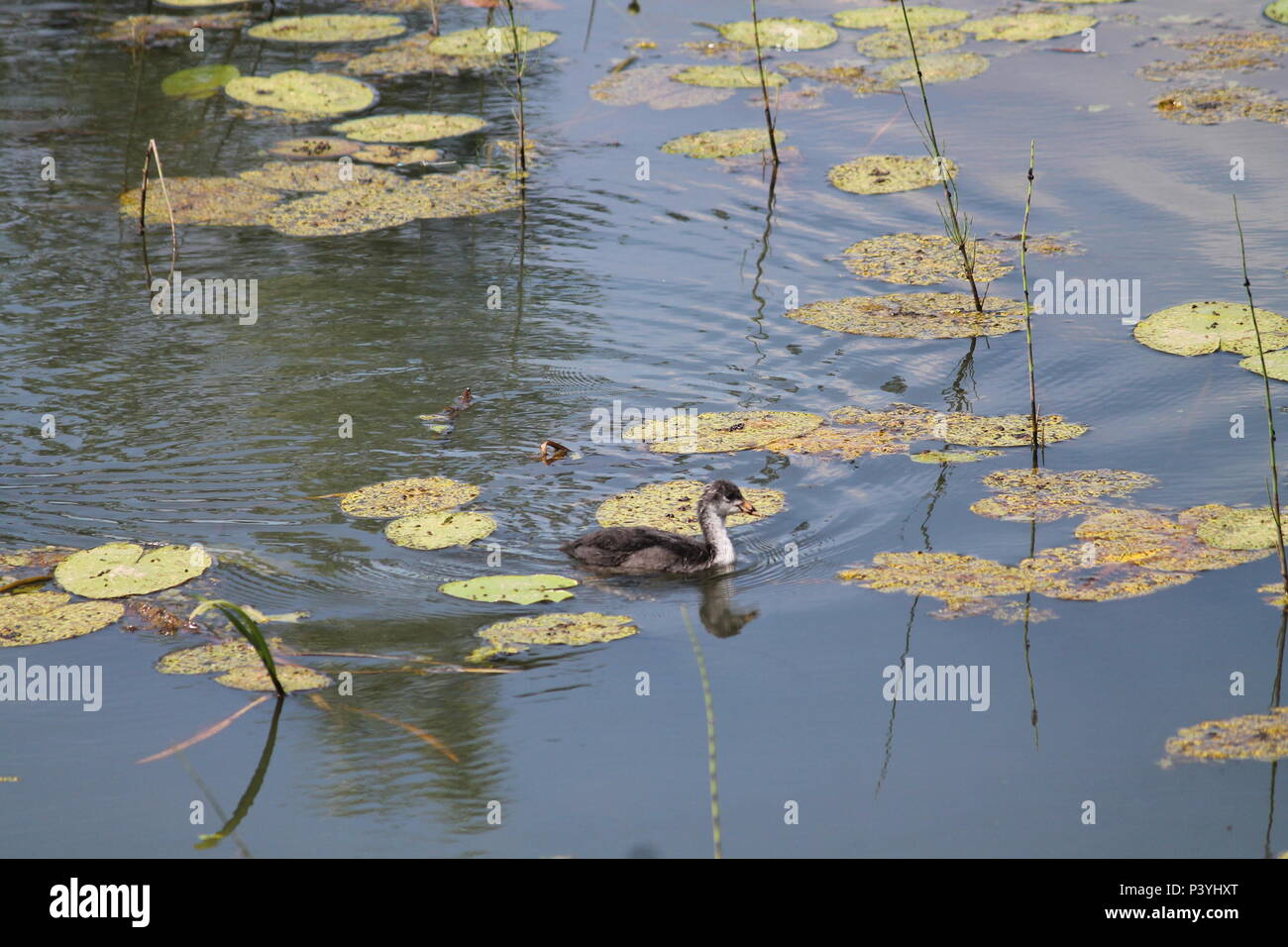 Wild famiglia di anatre black bird nuotare ed alimentando in stagno in un caldo giorno d'estate Foto Stock