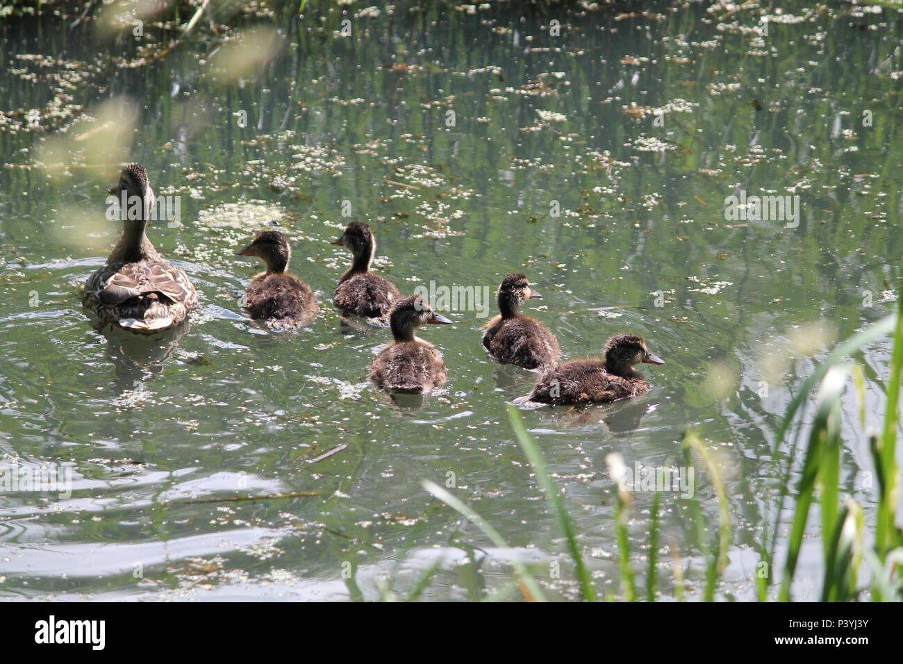 Wild famiglia di anatre black bird nuotare ed alimentando in stagno in un caldo giorno d'estate Foto Stock
