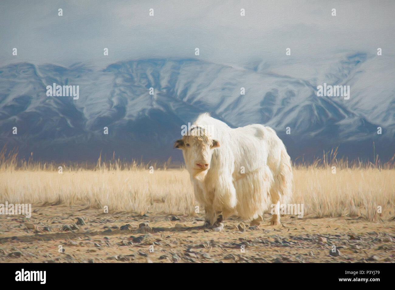 Praterie di tori della Mongolia Foto Stock