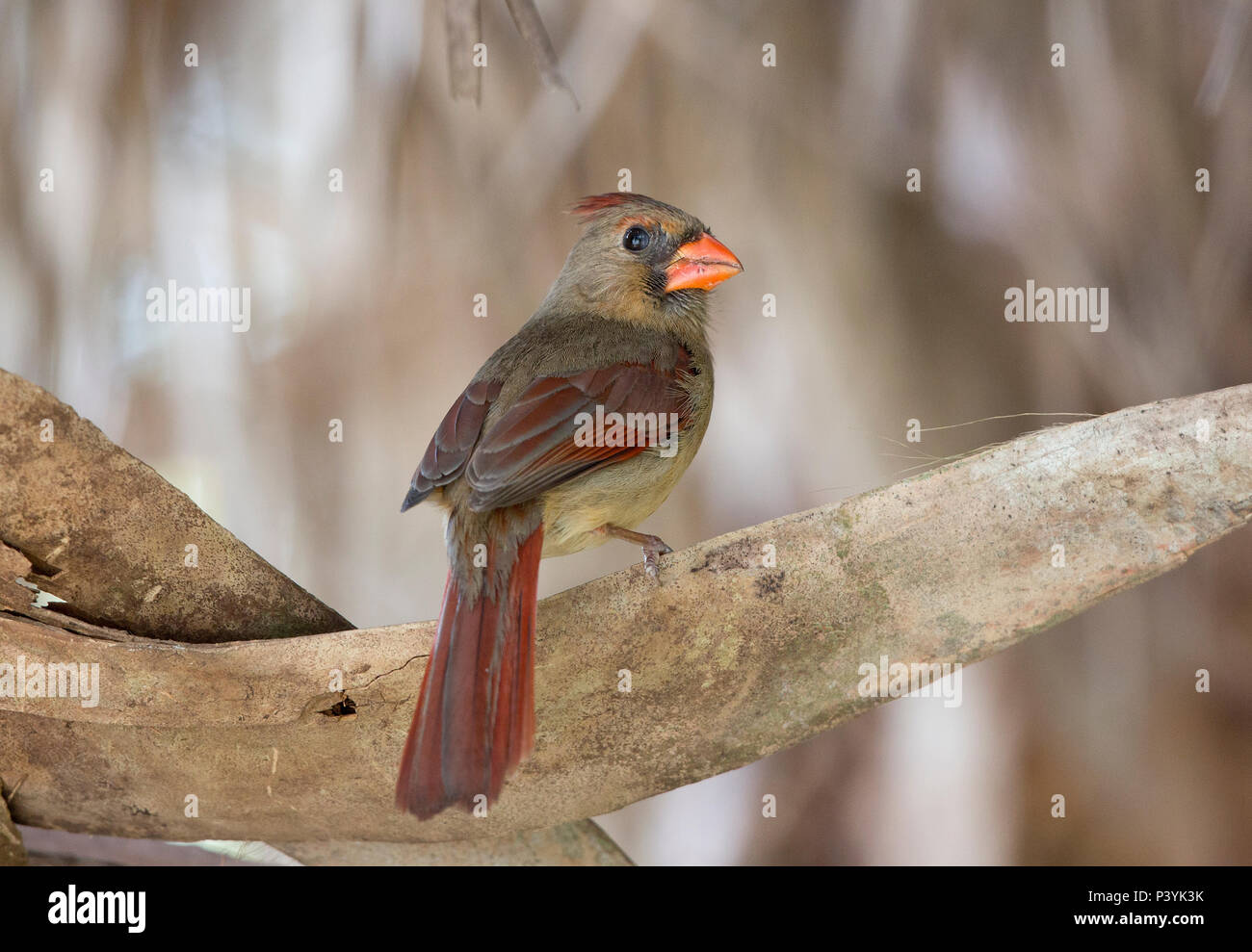 Il Cardinale settentrionale, Cardinalis cardinalis,appollaiato su un albero, Texas, Stati Uniti d'America Foto Stock