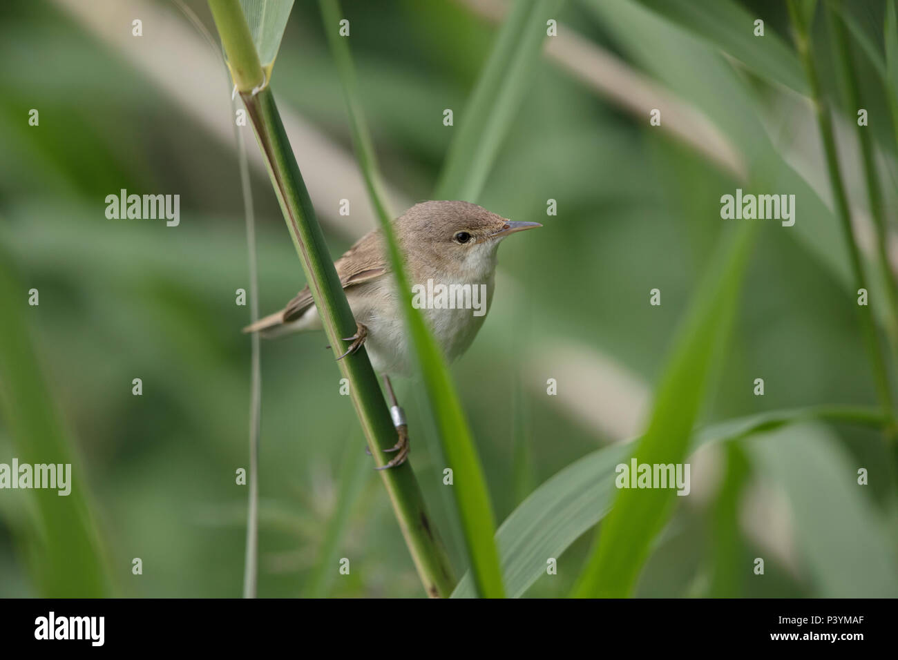 Reed trillo, Acrocephalus scirpaceus, in un letto di reed, Regno Unito 2018 Foto Stock