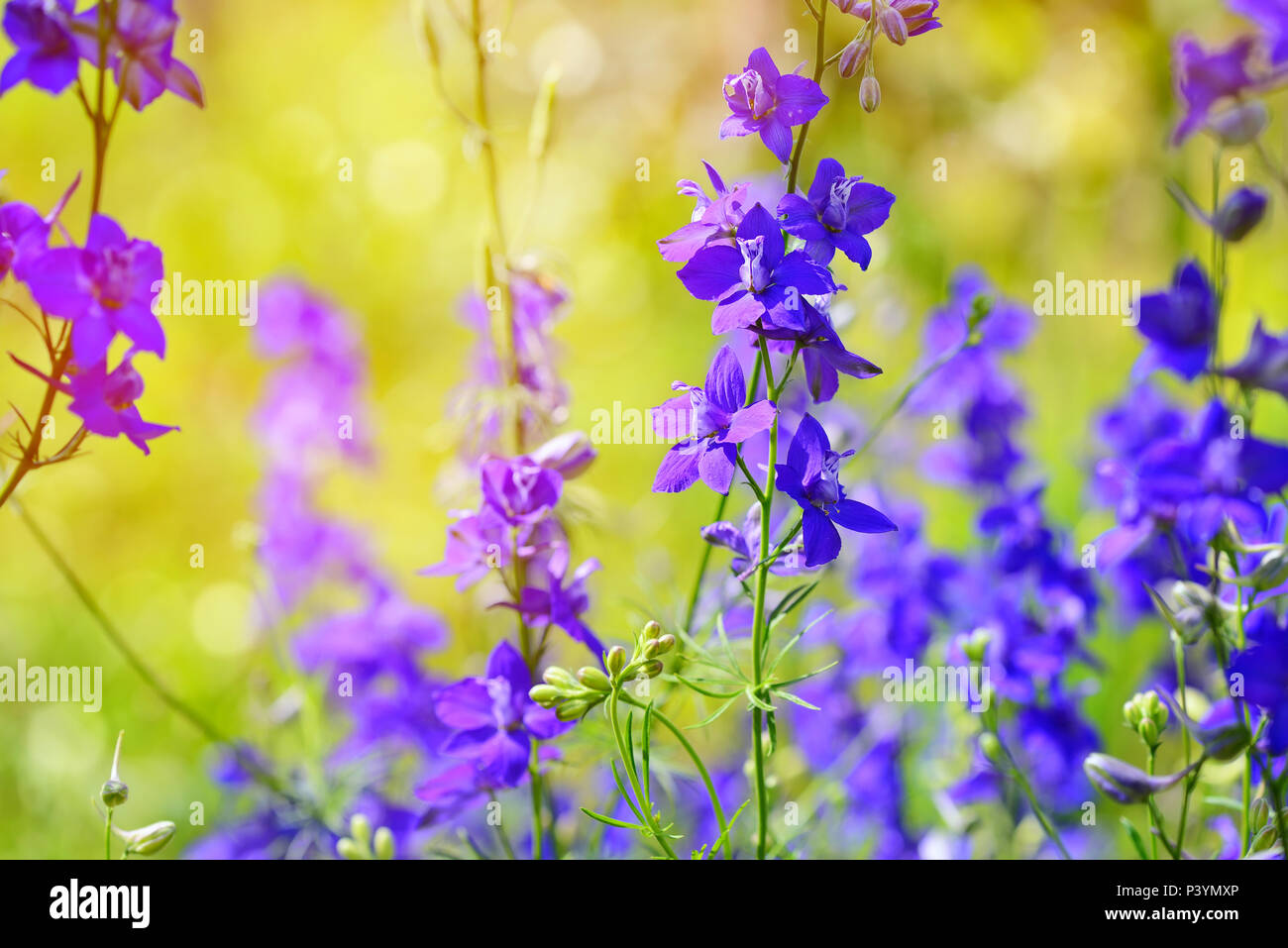 Bella viola Delphinium consolida (Consolida regalis) su un sfondo natura Foto Stock