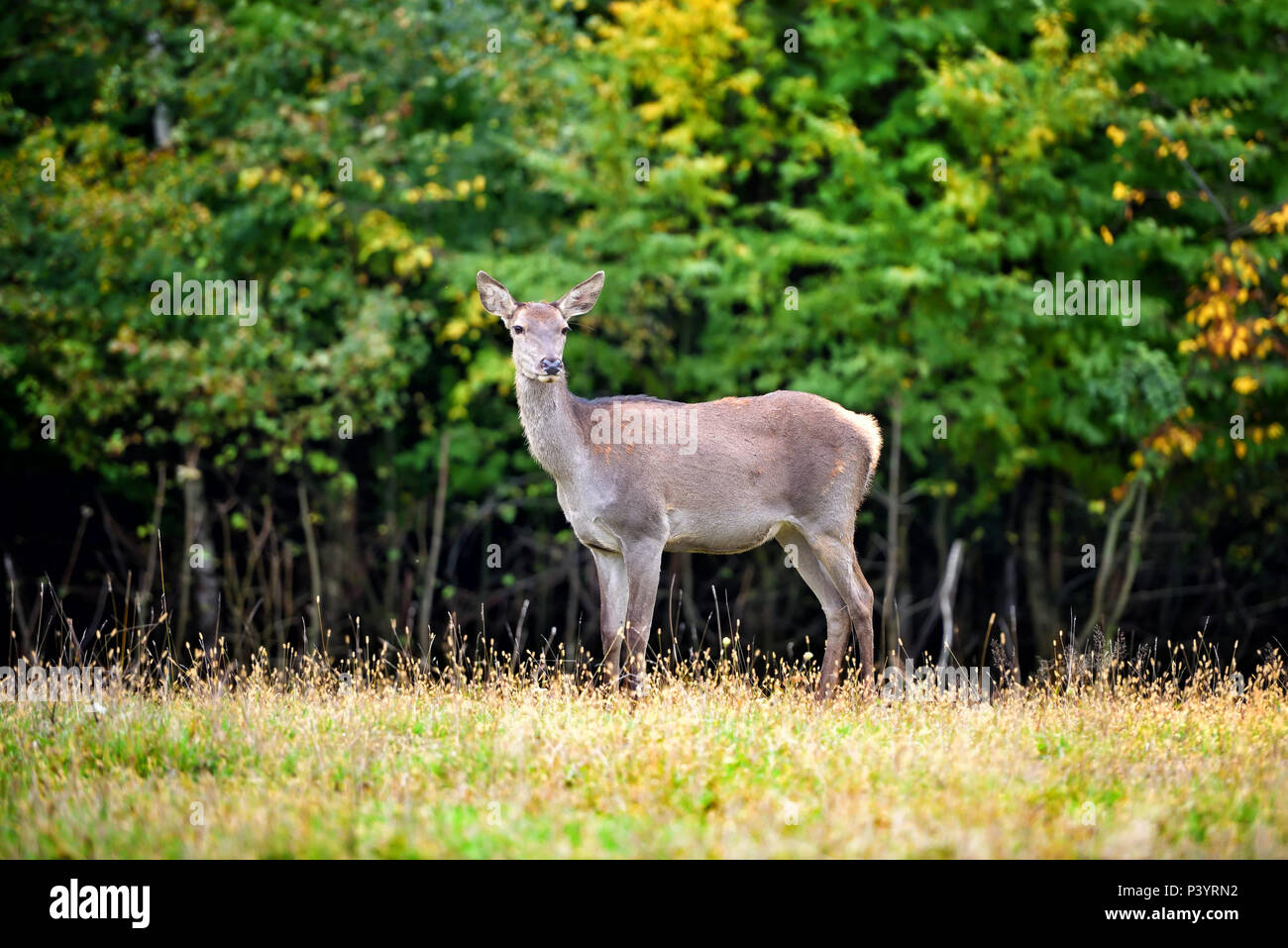 Femmina rosso cervo in piedi nella foresta di autunno. Animali selvatici in habitat naturale Foto Stock