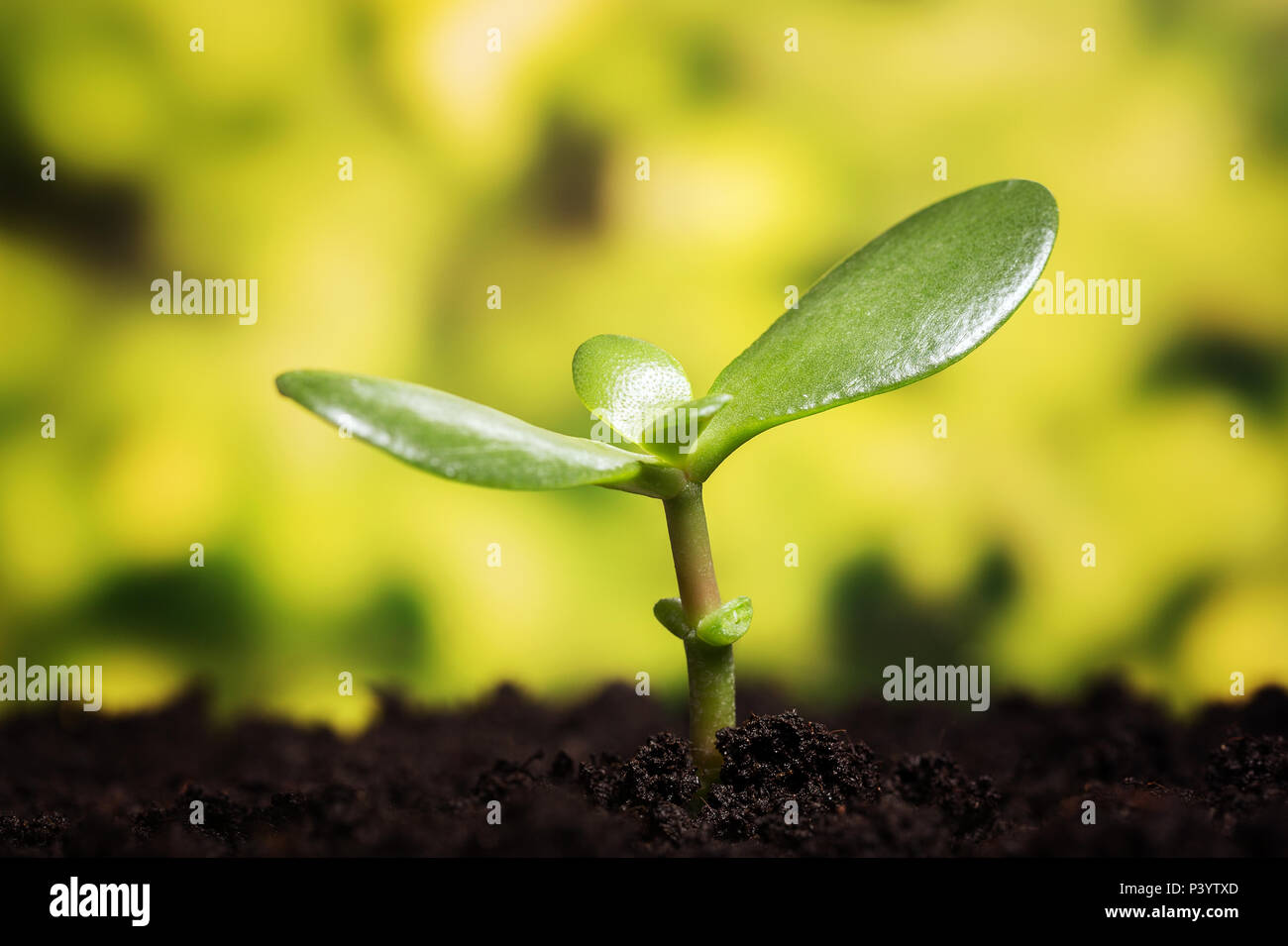 Simbolo di crescita. Piccola pianta cresce dal suolo su sfondo sfocato con  spazio di copia Foto stock - Alamy
