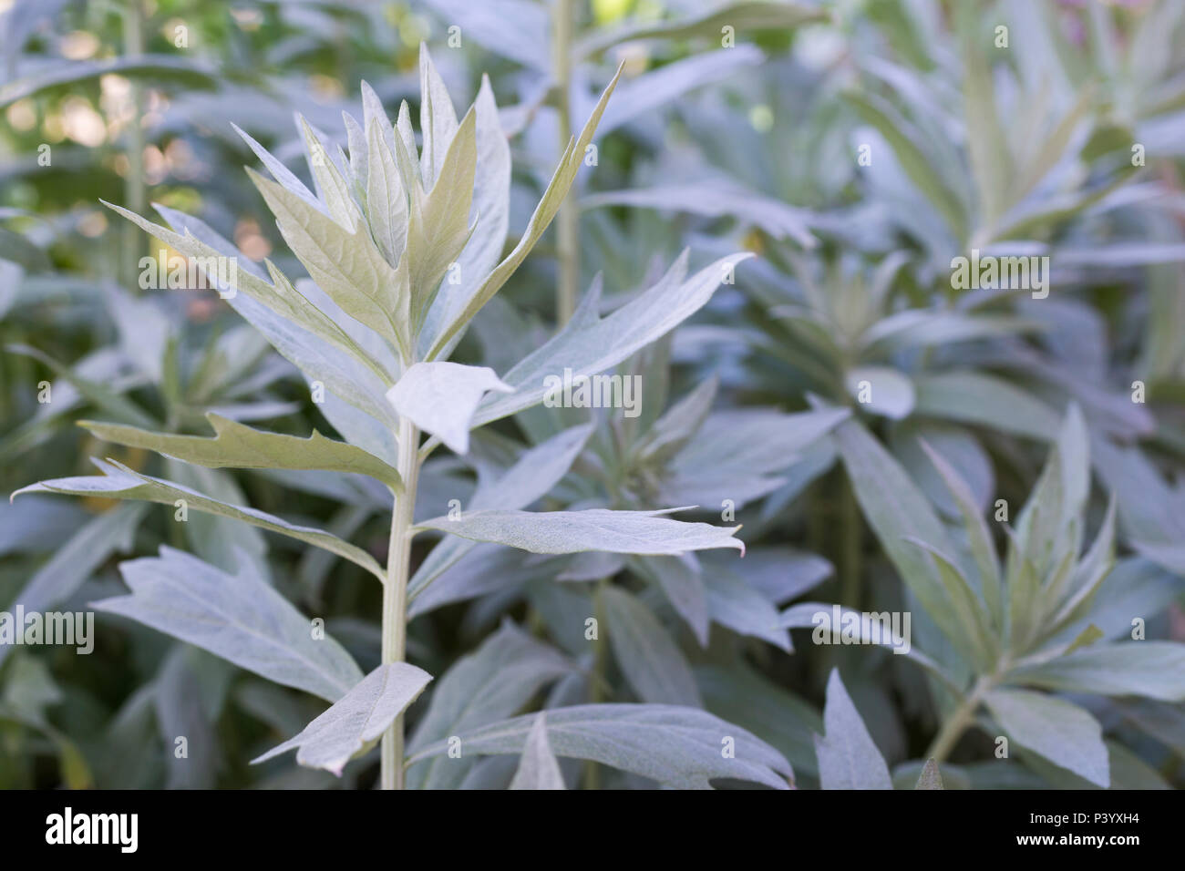 Artemisia ludoviciana 'Valerie Finis' Foto Stock