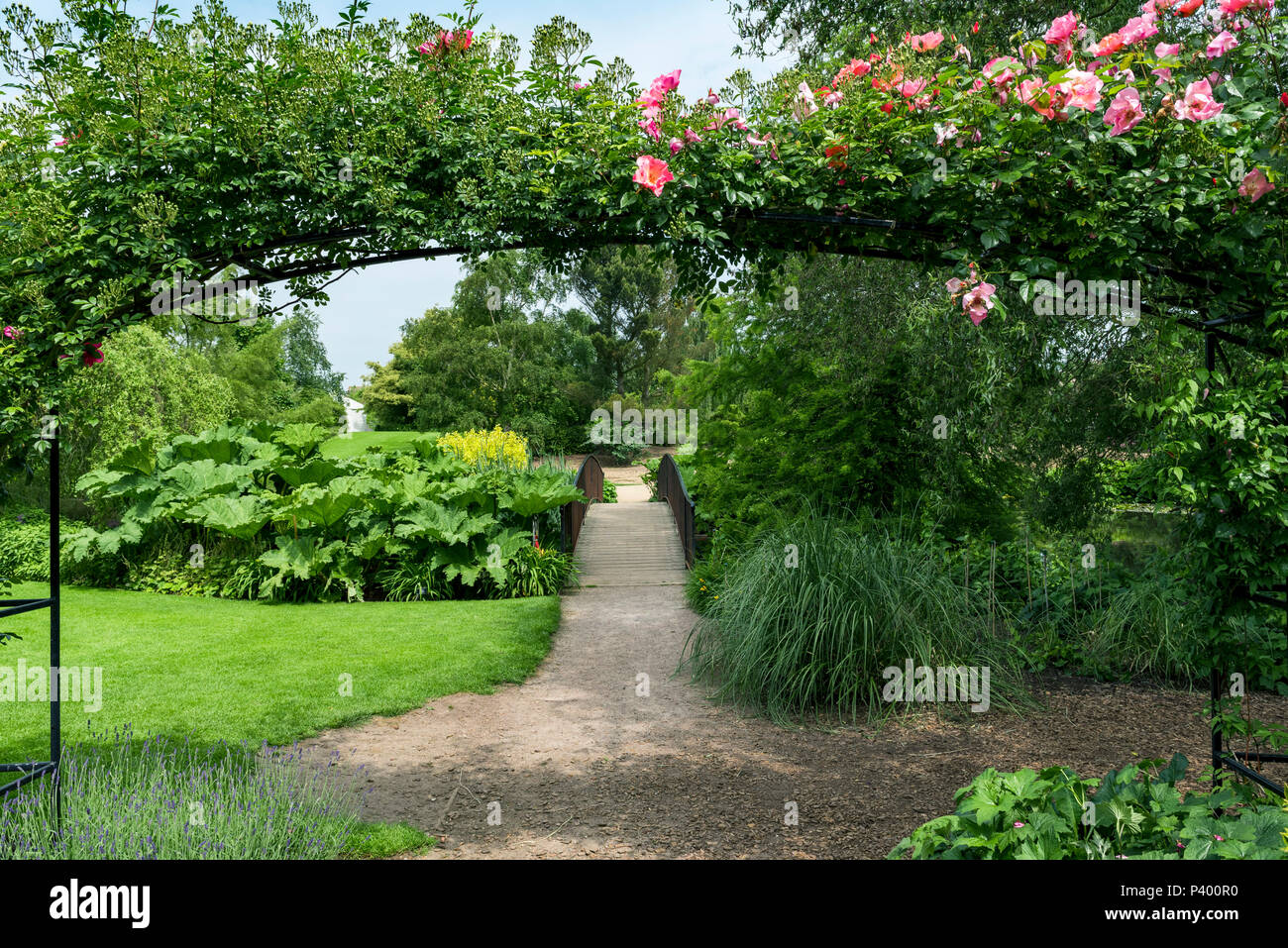 Arco di rose e ponte di stagno inferiore ad RHS Hyde Hall, Essex. Foto Stock