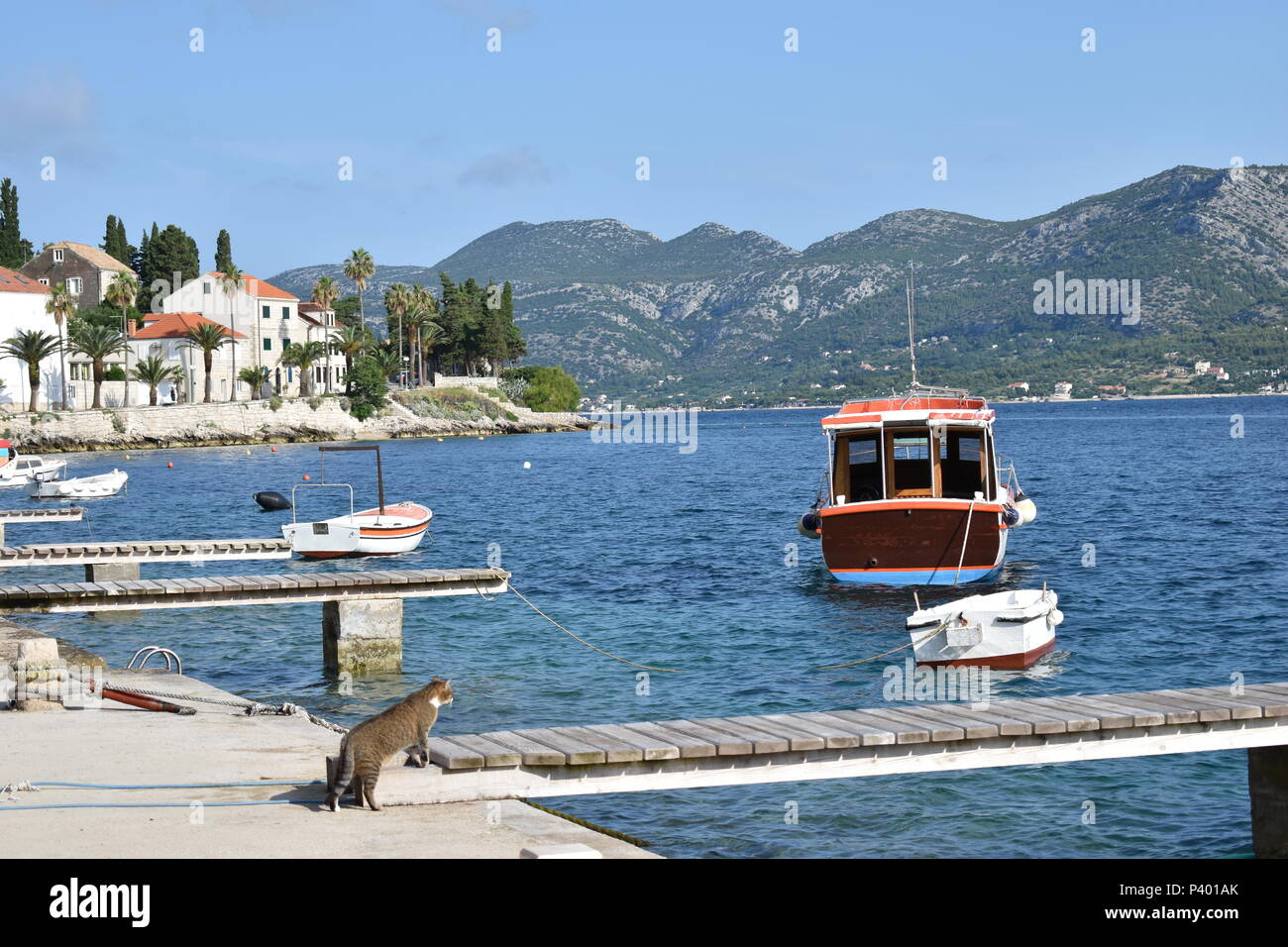 Gatto sul molo presso la vecchia città di Korcula, Isola di Korcula, Croazia, Giugno 2018 Foto Stock