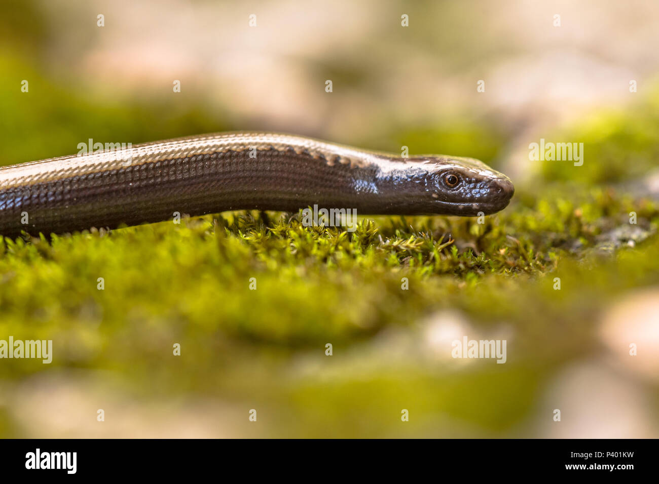 Peloponneso slowworm (Anguis cephalonnica) lucertola endemica alla parte meridionale della Grecia. Con distinte lobbed marrone colore linea nel collo. Foto Stock
