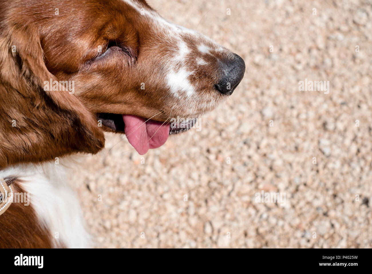 Muso di cane - primo piano di una giovane Welsh Springer Spaniel con linguetta visibile sullo sfondo di ciottoli con camera per la vostra copia di testo Foto Stock