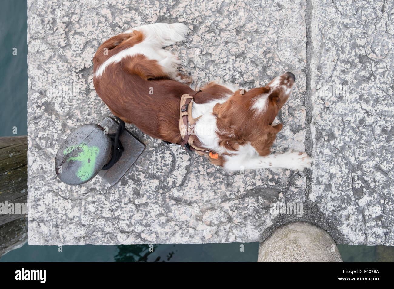 Bella giovane Welsh Springer Spaniel di essere vincolati ad un molo di pietra in una giornata di sole come visto da sopra Foto Stock