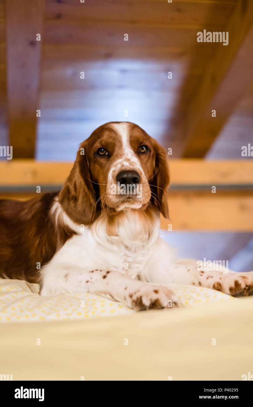 Ritratto di giovane carino Welsh Springer Spaniel cane in appoggio su un letto in legno del tetto in pannelli Foto Stock