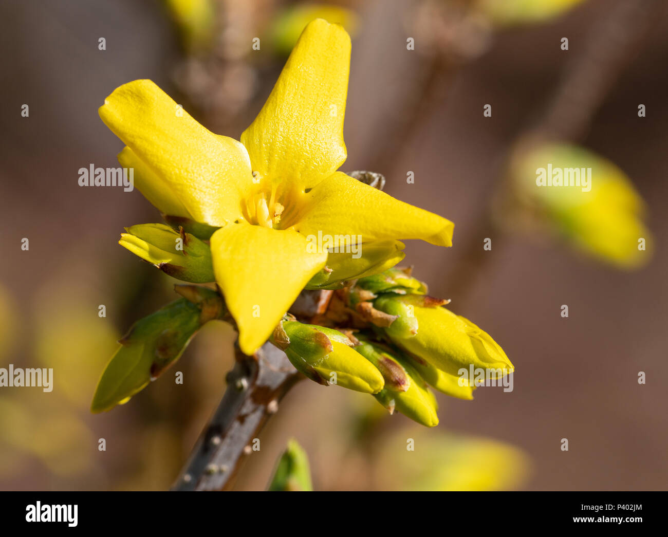 Coltivazione (coltivazione × intermedia), fiori di primavera Foto Stock