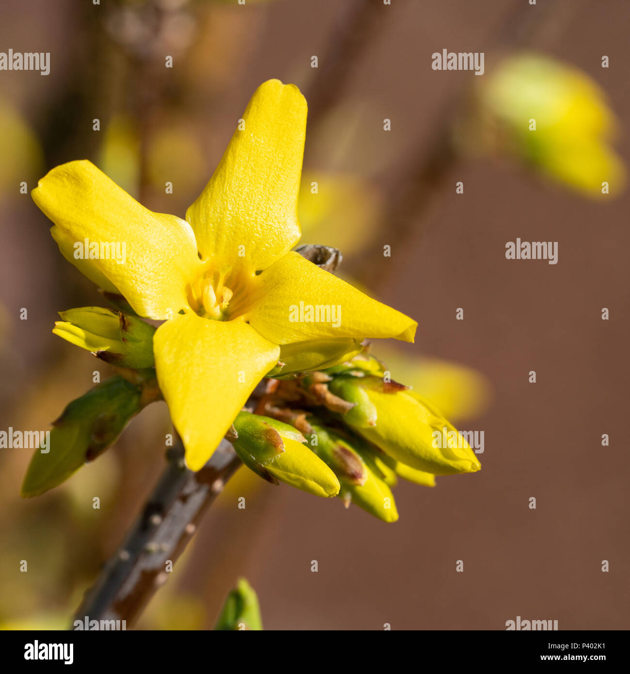 Coltivazione (coltivazione × intermedia), fiori di primavera Foto Stock
