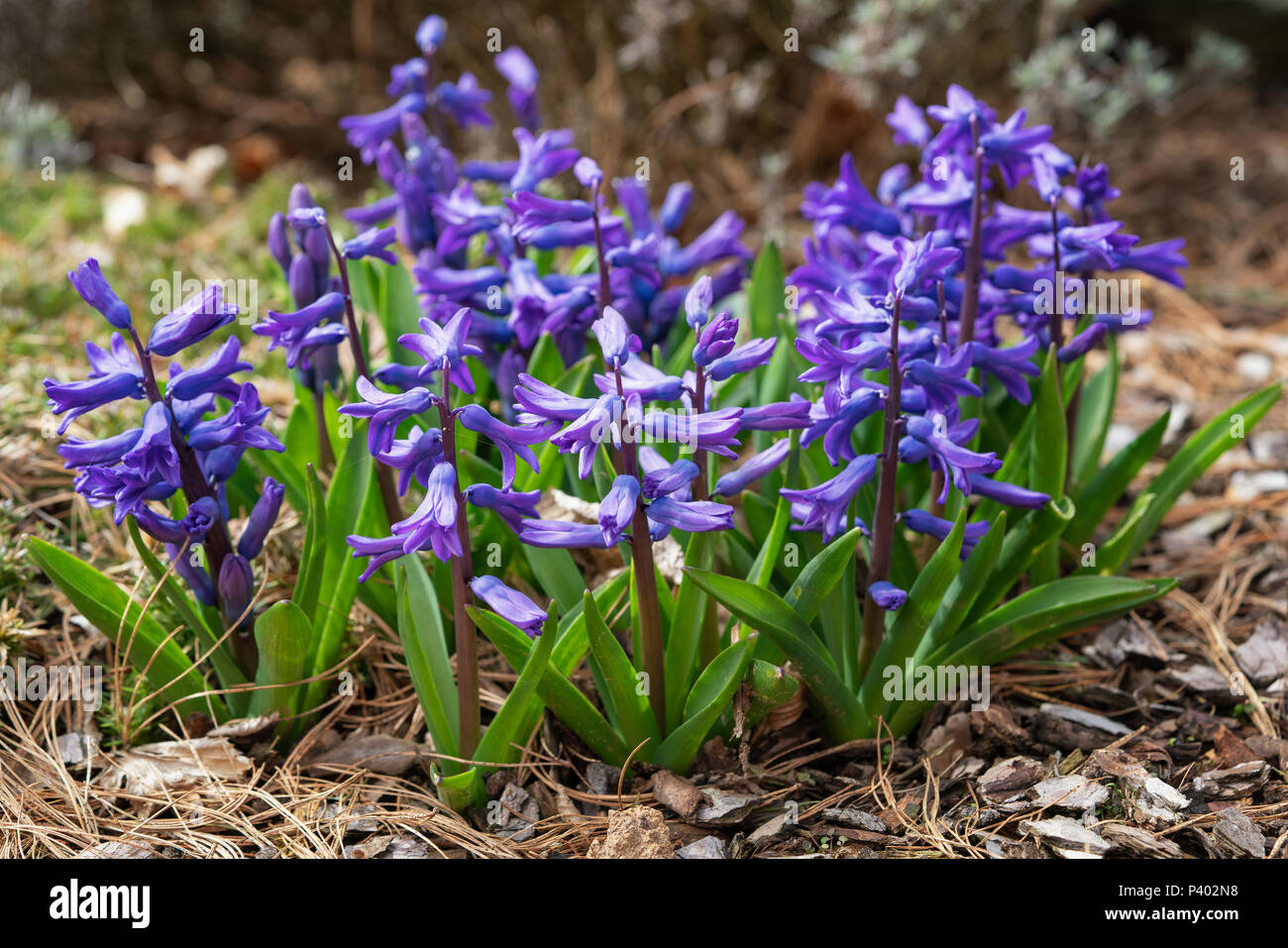 Giacinto comune (Hyacinthus orientalis), fiori di primavera Foto Stock