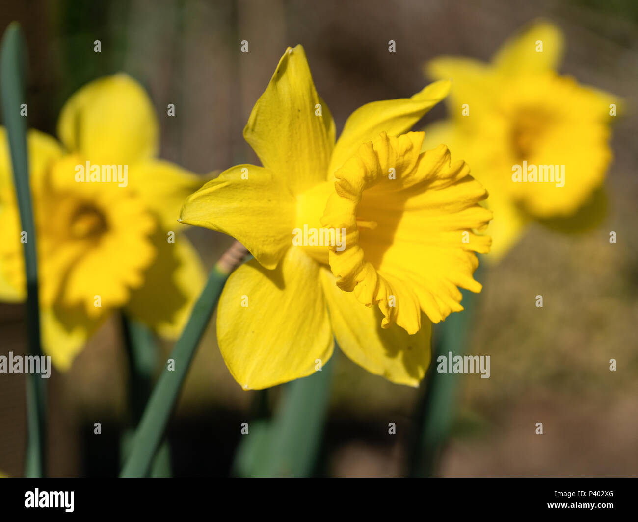 Daffodil (Narcissus pseudonarcissus), fiori di primavera Foto Stock