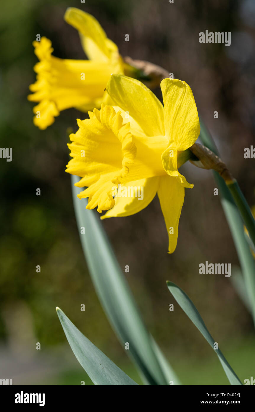 Daffodil (Narcissus pseudonarcissus), fiori di primavera Foto Stock